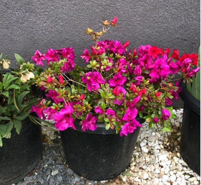 Plante rhododendron