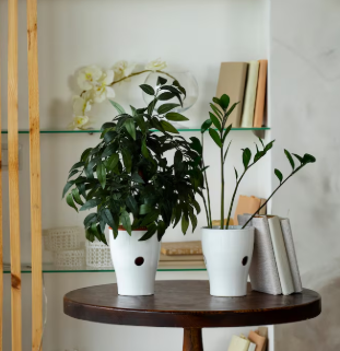 2 plante avec pots
